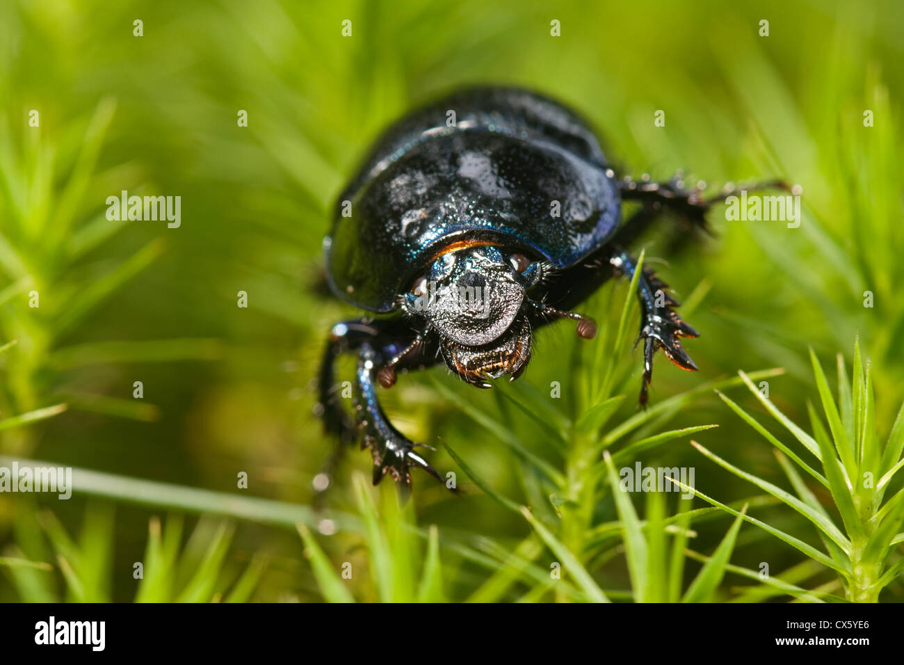 Dung beetle crawling through moss. Stock Photo