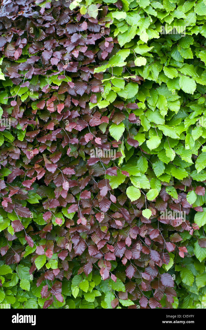 Beech hedge leaves green and purple Stock Photo