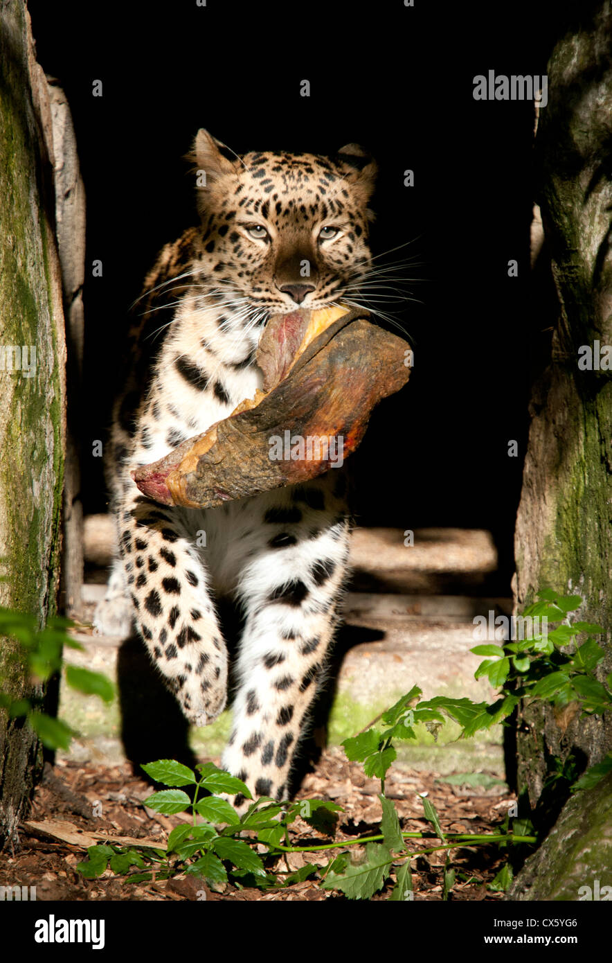 Amur leopard walking camera hi-res stock photography and images - Alamy
