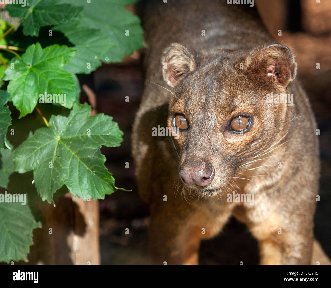 Fossa Stock Photo - Alamy