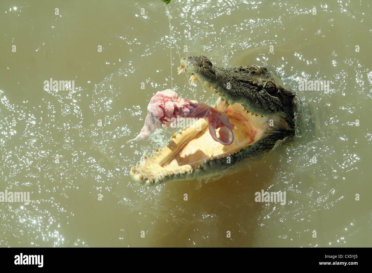 Australia crocodile hunt hires stock photography and images Alamy