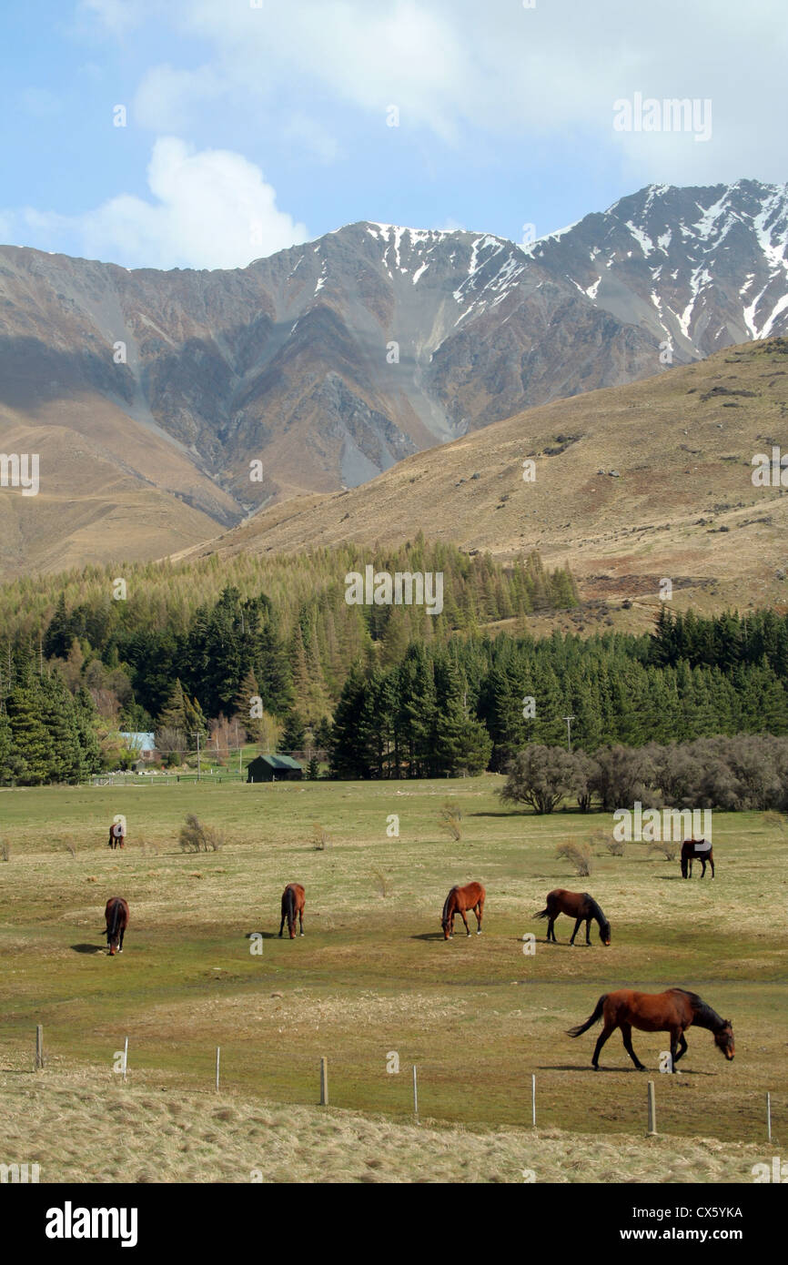 Horses in New Zealand Stock Photo Alamy
