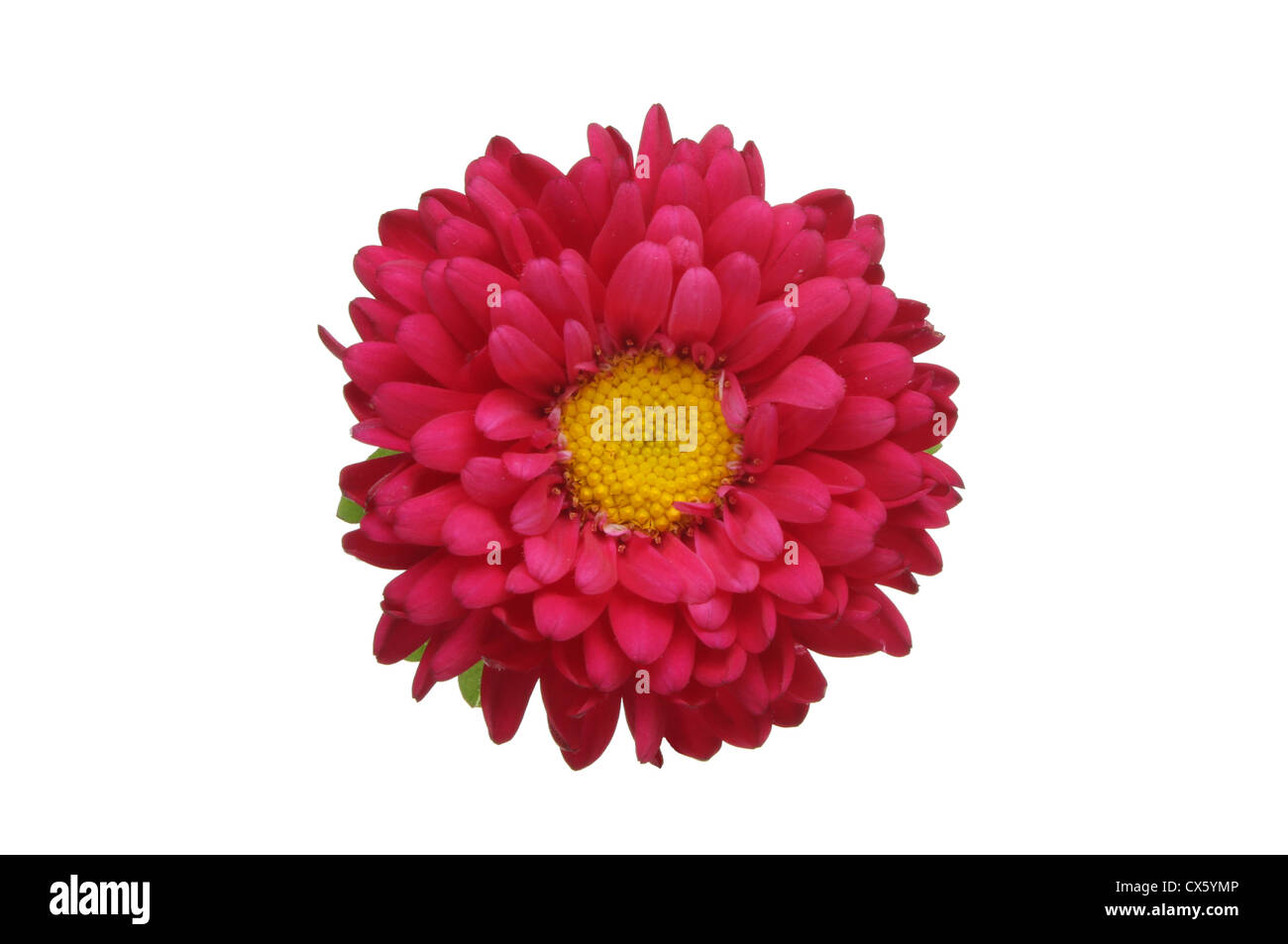 Red daisy flower with a yellow center isolated against white Stock
