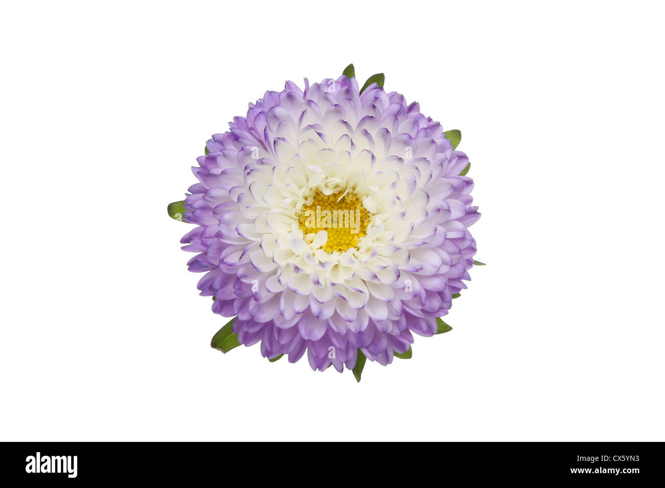 Purple and white daisy flower with a yellow center isolated against white Stock Photo