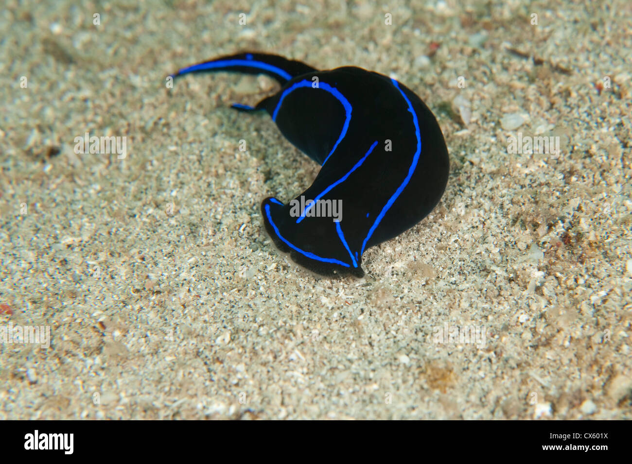 A Chelidonura varians in the sand in North Sulawesi. Stock Photo