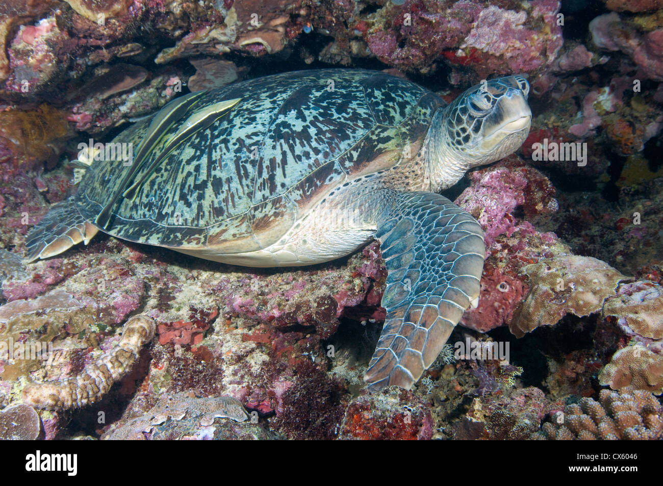 A Green Sea Turtle with 2 remora on the wall in Bunaken, North Sulawesi. Stock Photo