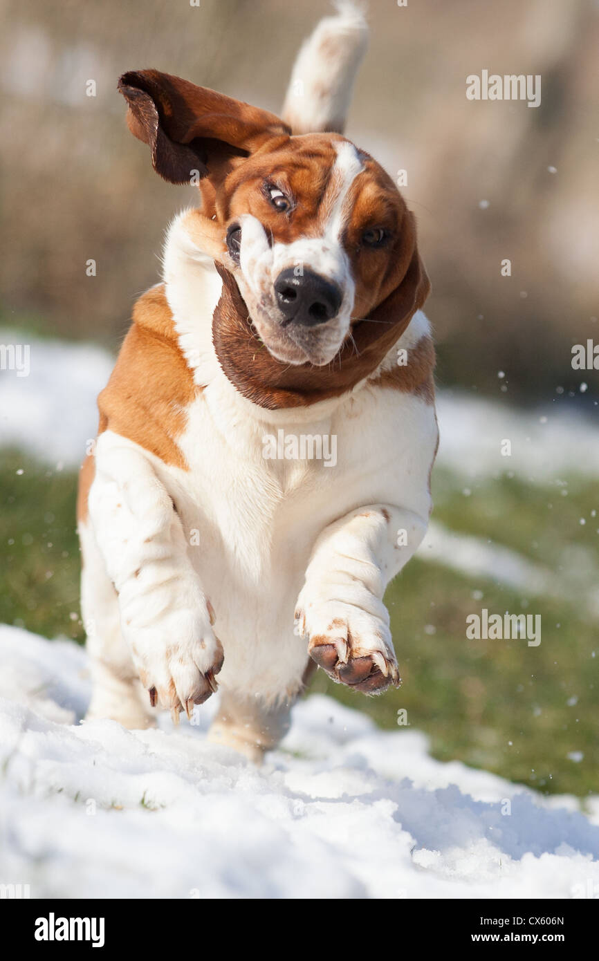 A Basset hound running through a snowy field Stock Photo