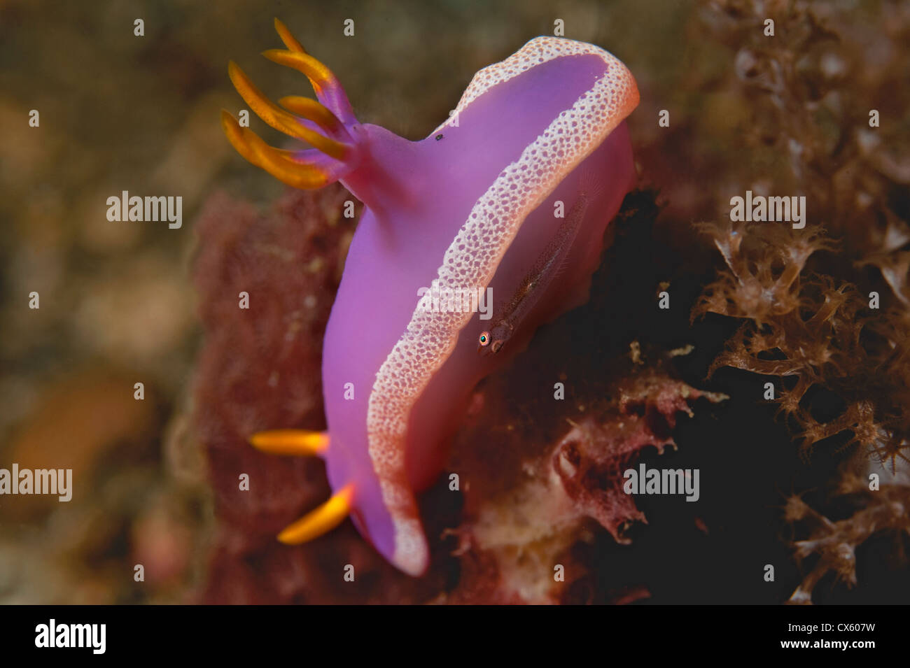 A Hypselodoris bullockii nudibranch with a small goby on its side in Lembeh Strait, North Sulawesi. Stock Photo