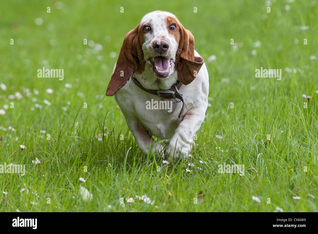 Basset hound running through a meadow toward camera Stock Photo