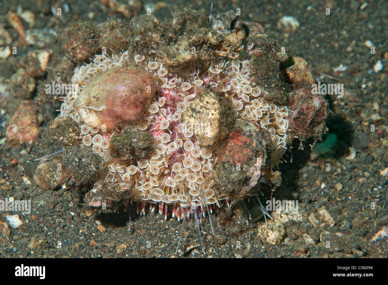 A Flower Urchin with shell decorations in Lembeh Strait, North Sulawesi. Stock Photo