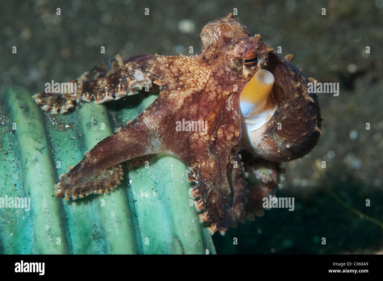 A Coconut Octopus on a pipe in Lembeh Strait, North Sulawesi. Stock Photo