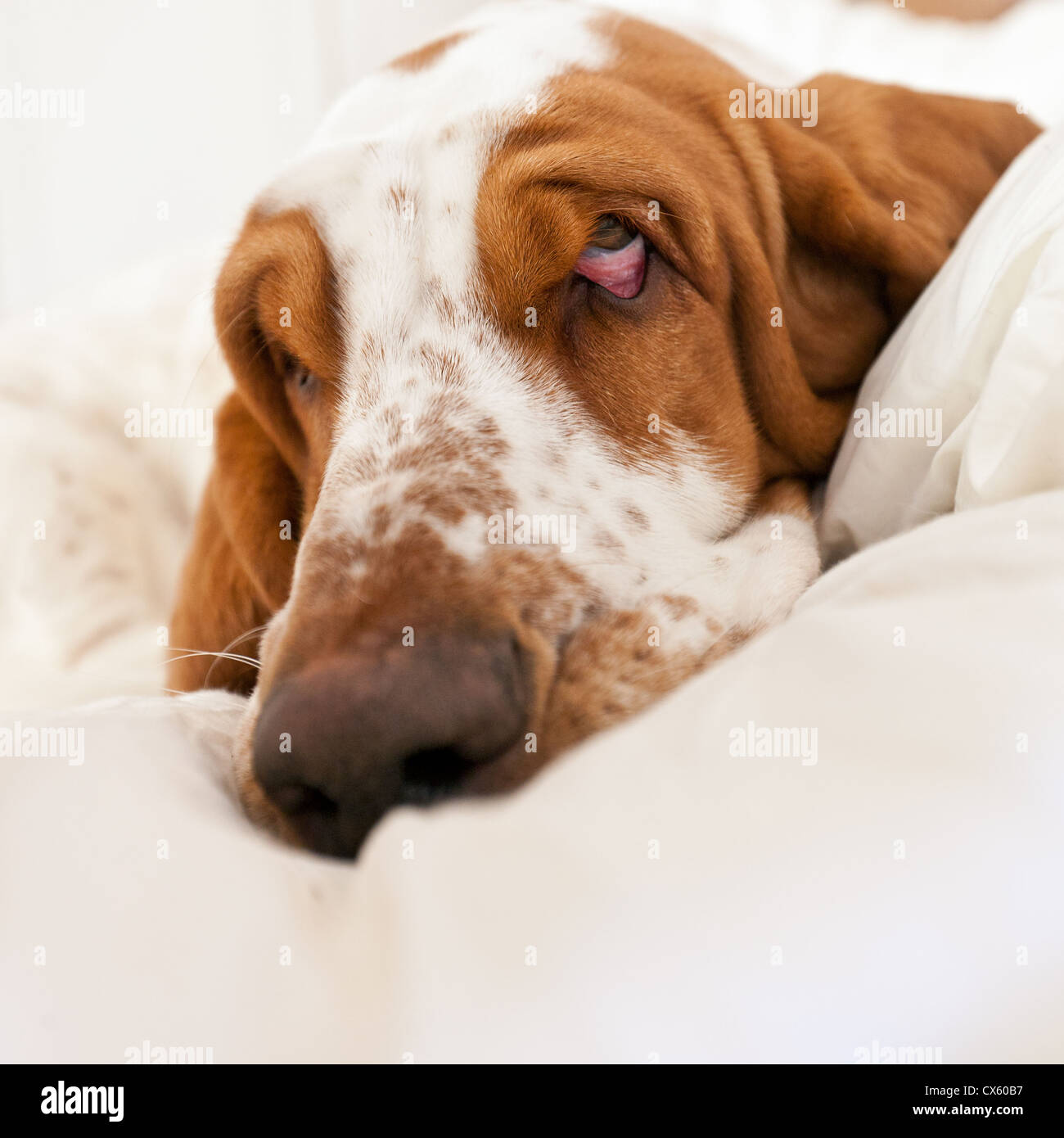 Extreme close-up of a sad-looking basset hound lying in its bed. Stock Photo