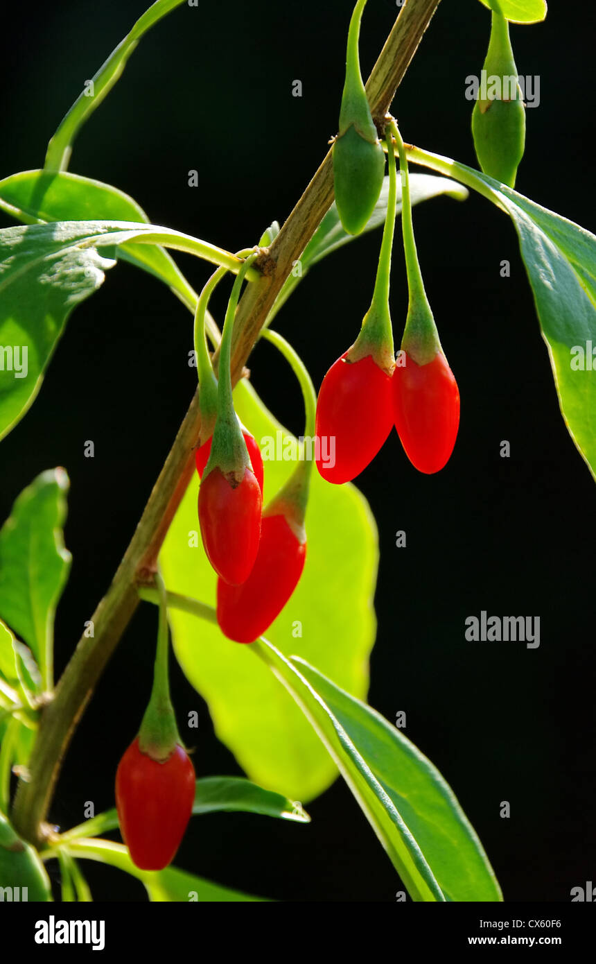 Goji Beere - goji berry 10 Stock Photo