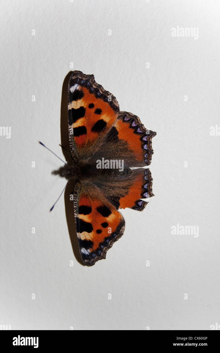 A monarch butterfly resting on a natural white wall Stock Photo - Alamy