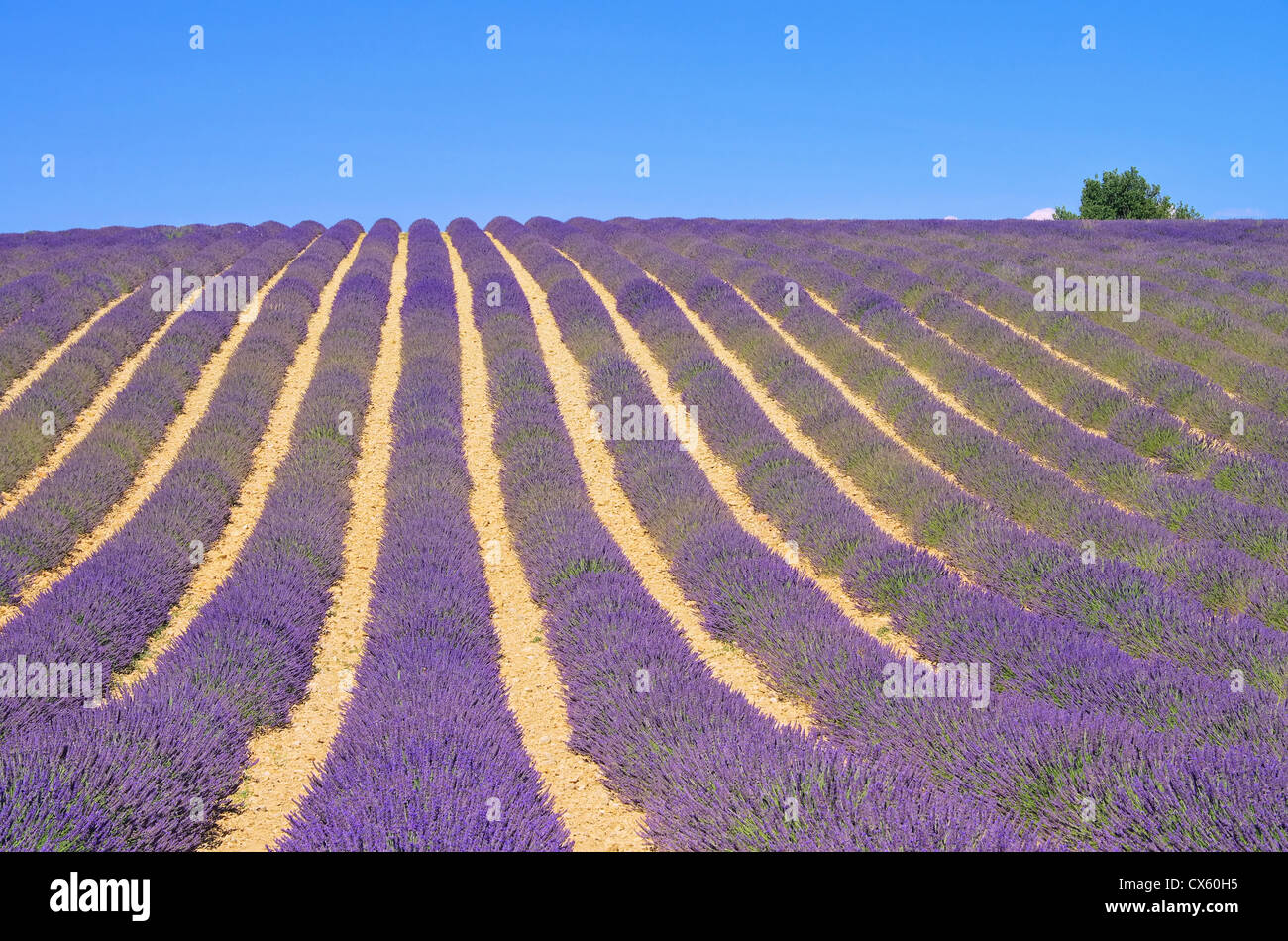 Lavendelfeld - lavender field 02 Stock Photo