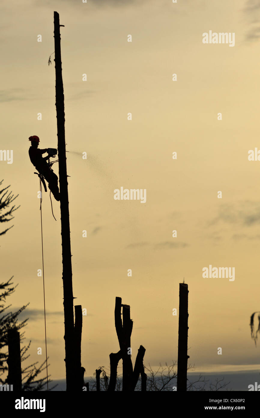 USA, Oregon, Keizer, Arborist cutting down trees Stock Photo Alamy