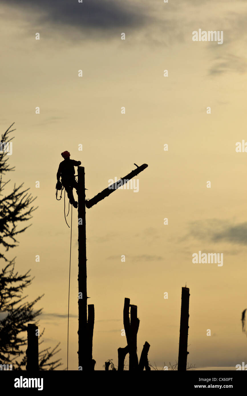 USA, Oregon, Keizer, Arborist cutting down trees Stock Photo Alamy