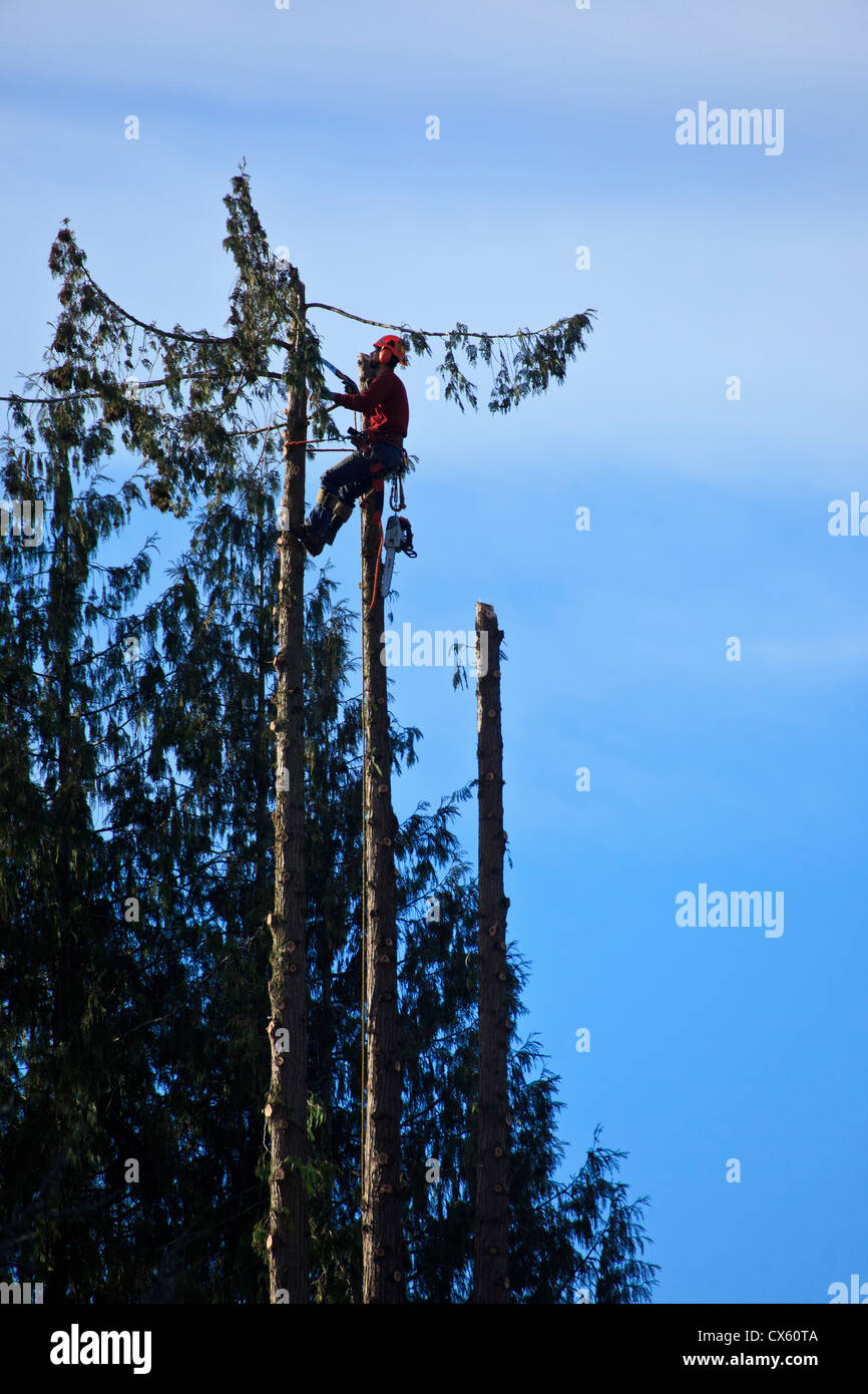 USA, Oregon, Keizer, arborist cutting down a tree Stock Photo