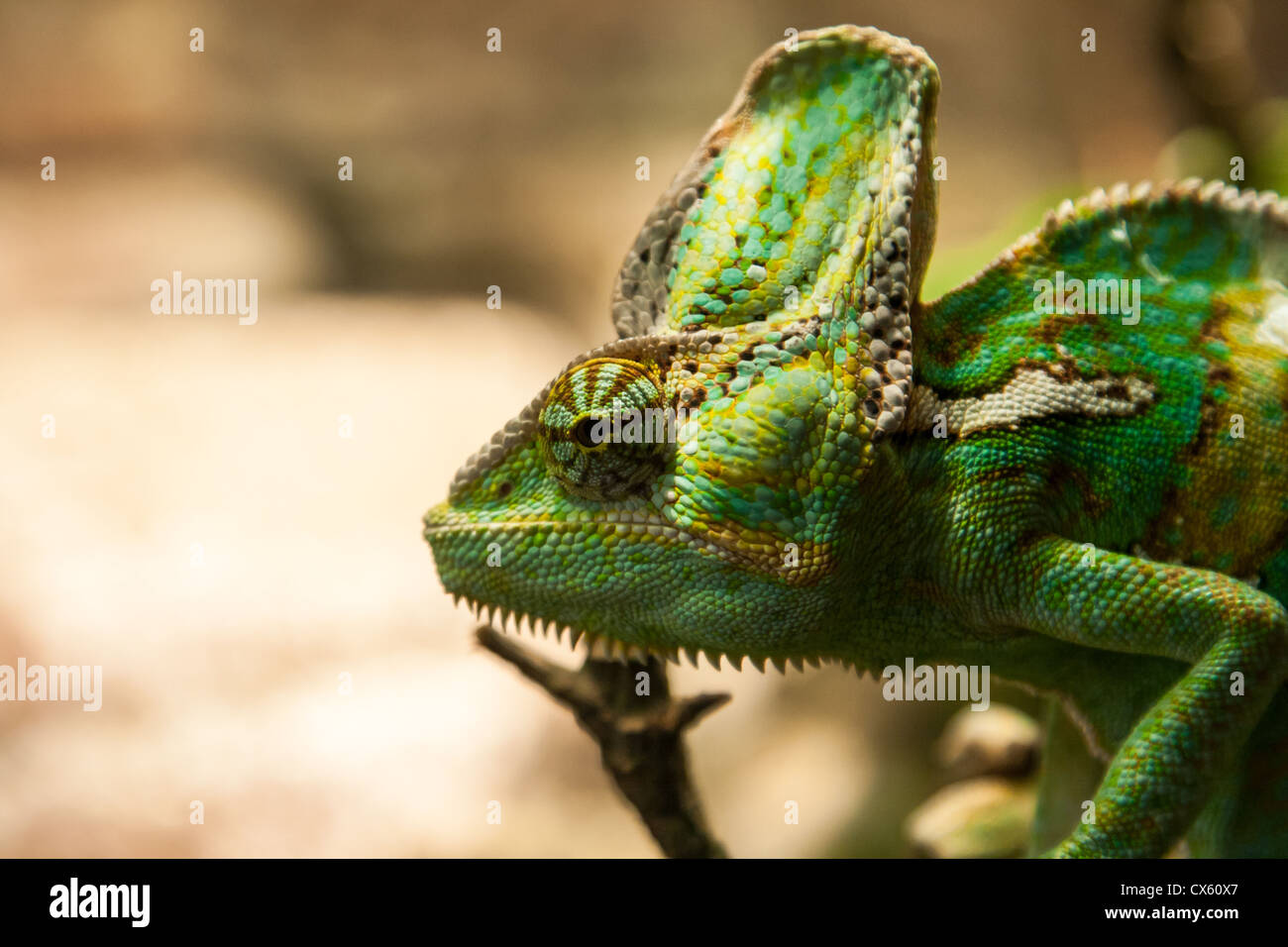 portret small green chameleon on the plante Stock Photo