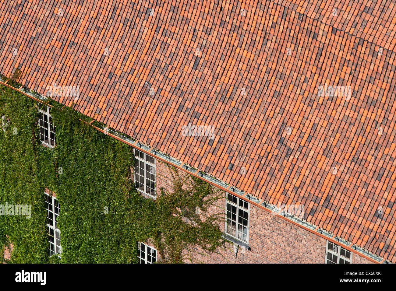 Creeper plant hires stock photography and images Alamy