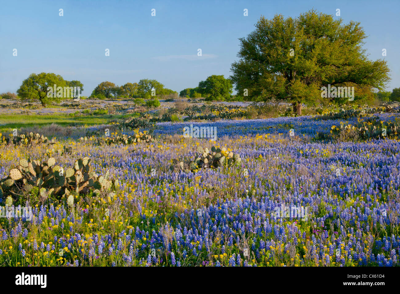 Hill Country, Texas, Bluebonnets, Oak Trees, and cactus Stock Photo