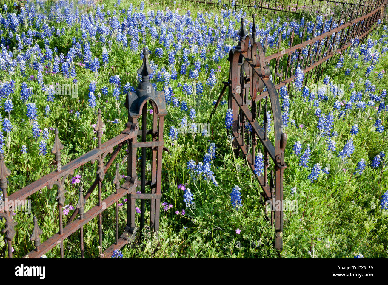 Hill Country, Texas, Bluebonnets and phlox surrounding a cemetery gate and fence Stock Photo