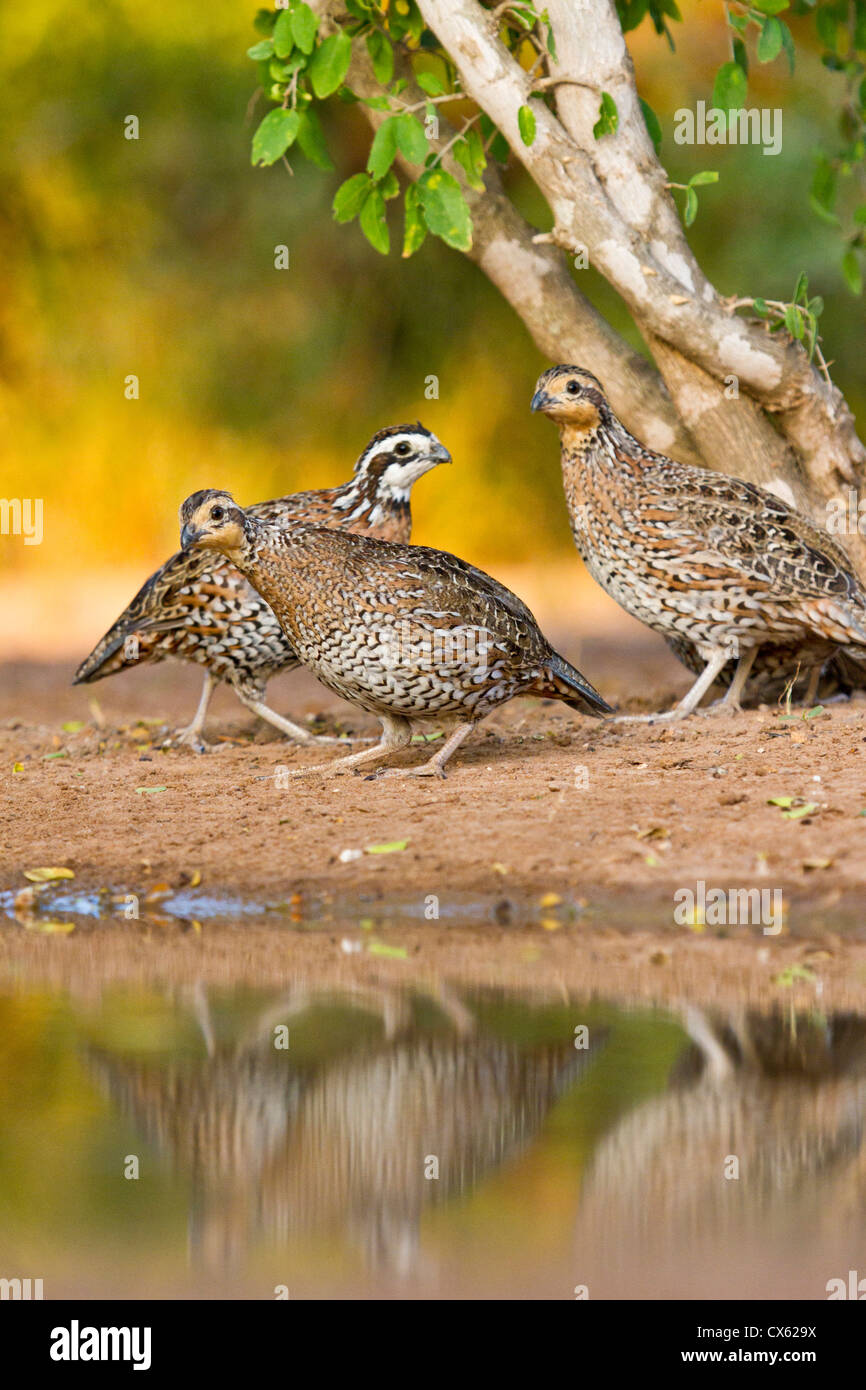 Northern Bobwhite (Colinus virginianus) quail emerging from cover Stock Photo