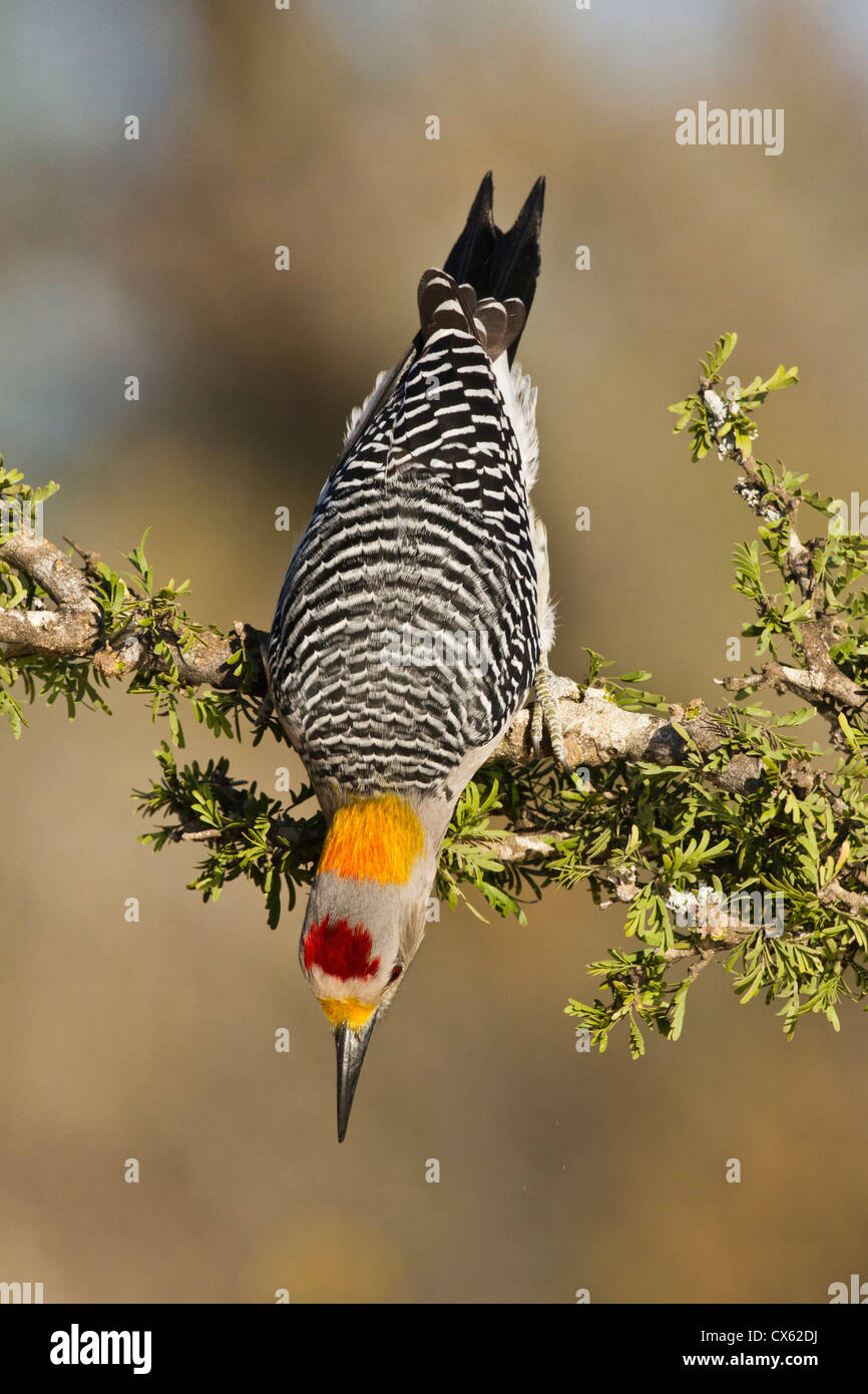 Golden-fronted Woodpecker (Melanerpes aurifrons) adult male foraging Stock Photo