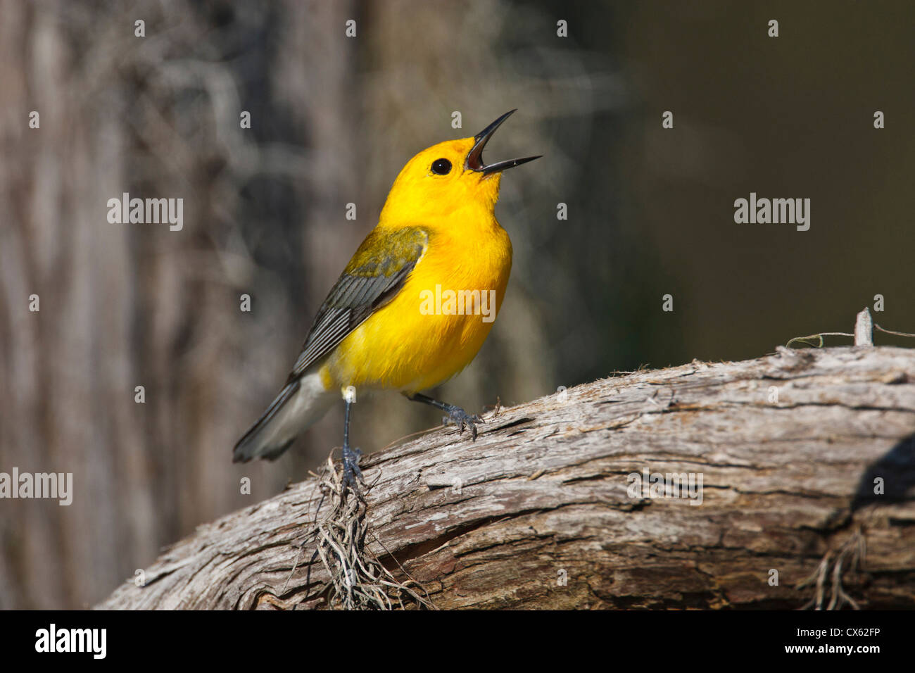 Prothonotary Warbler (Prothonoteria citrea) adult male in spring, Texas Stock Photo