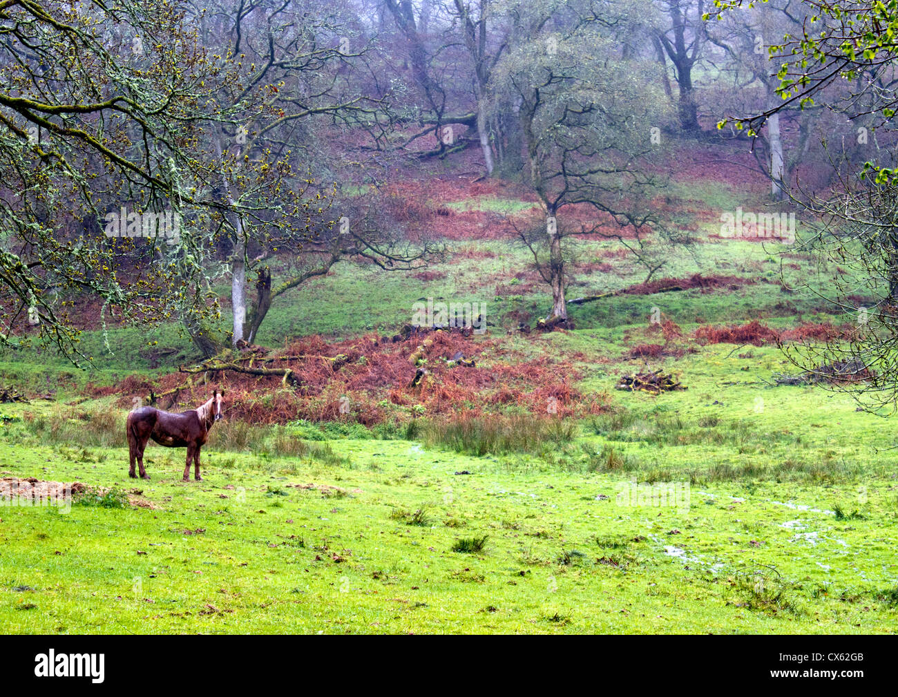 The Quantock Hills, Somerset Stock Photo Alamy