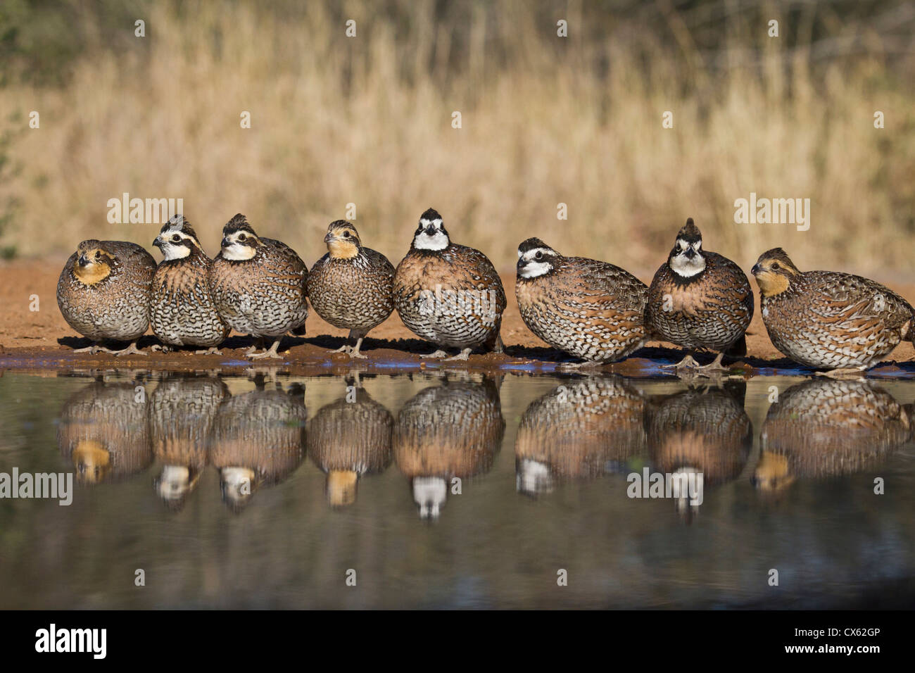 Northern Bobwhite (Colinus virginianus) covey drinking at south Texas pond Stock Photo
