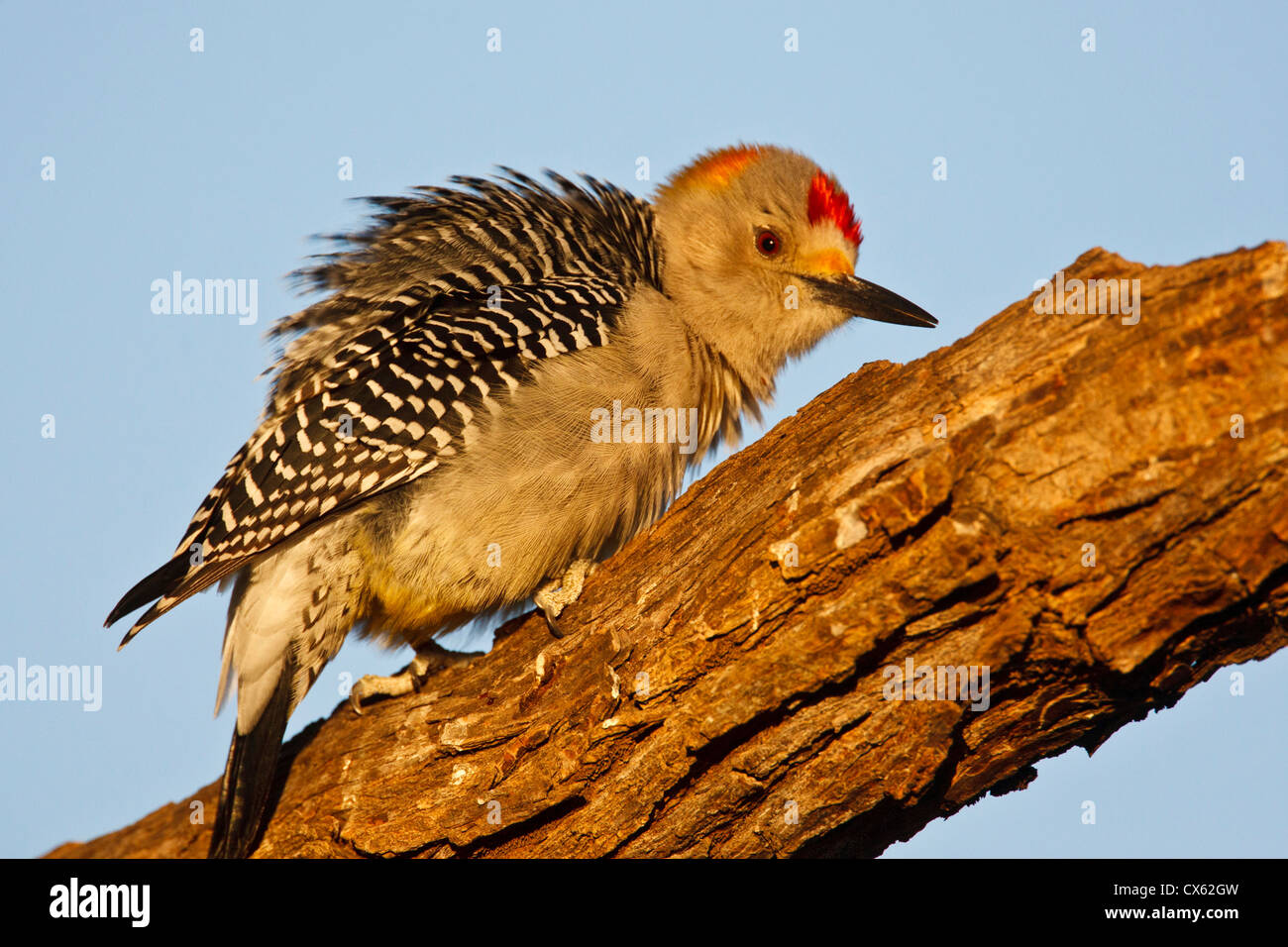 Golden-fronted Woodpecker (Melanerpes aurifrons) male perched on dead limb Stock Photo