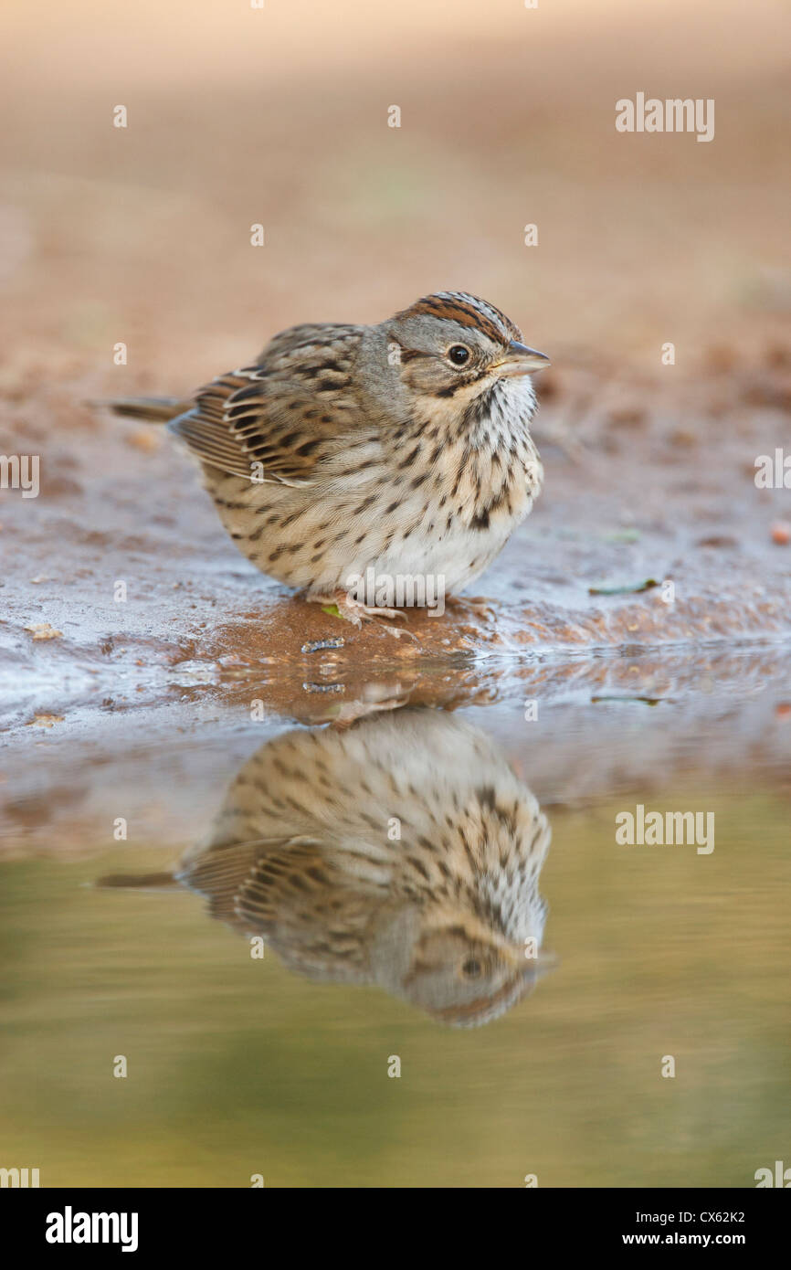 Lincoln's Sparrow (Melospiza lincolnii) reflected in ranch pond, south Texas Stock Photo