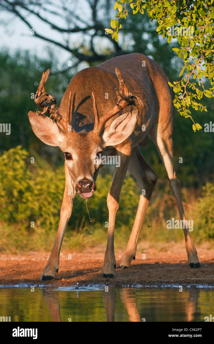 White-tailed Deer (Odocoileus virginianus) male drinking at ranch pond in south Texas Stock Photo