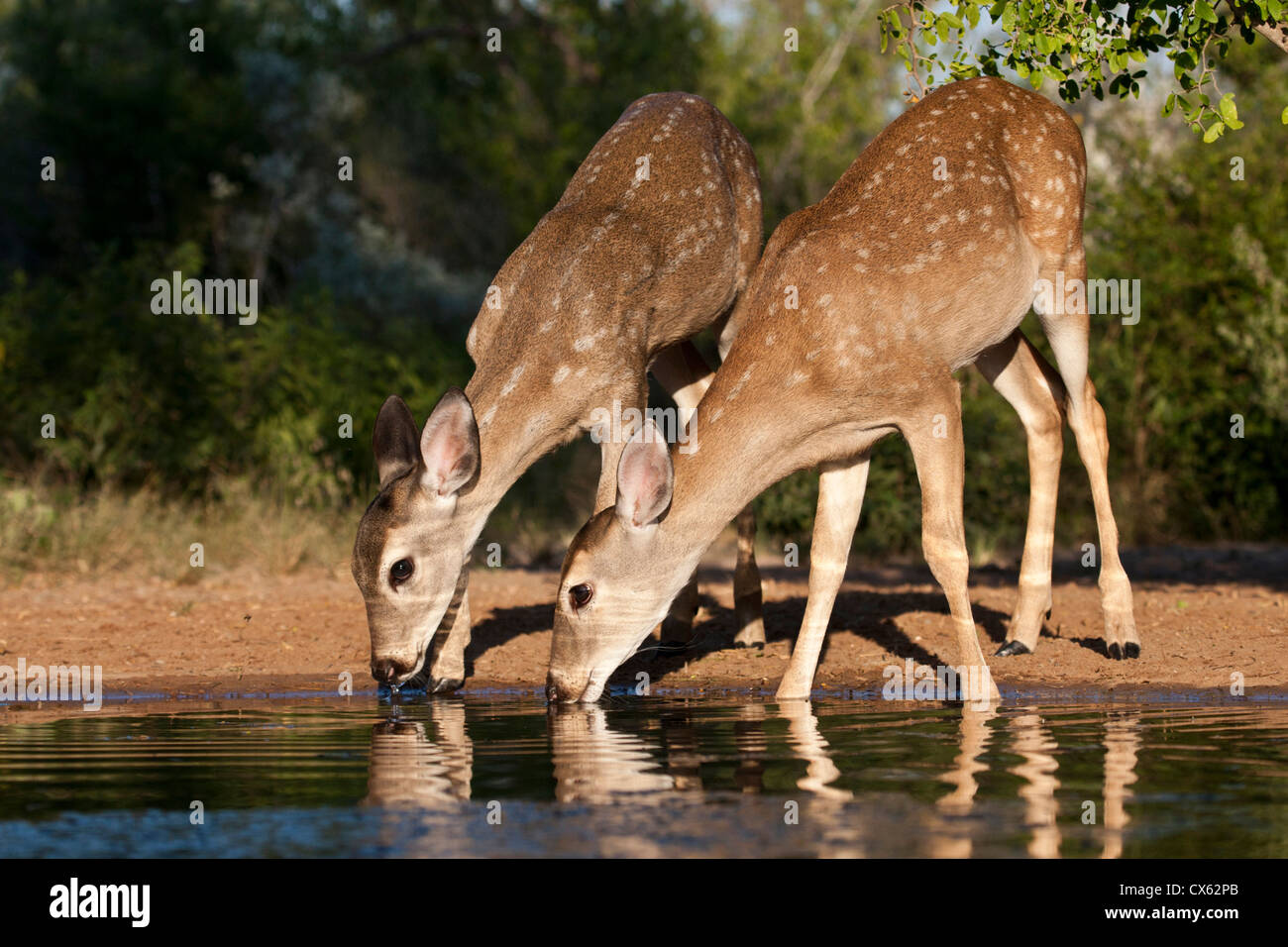 White-tailed Deer (Odocoileus virginianus) young drinking at ranch pond in south Texas Stock Photo