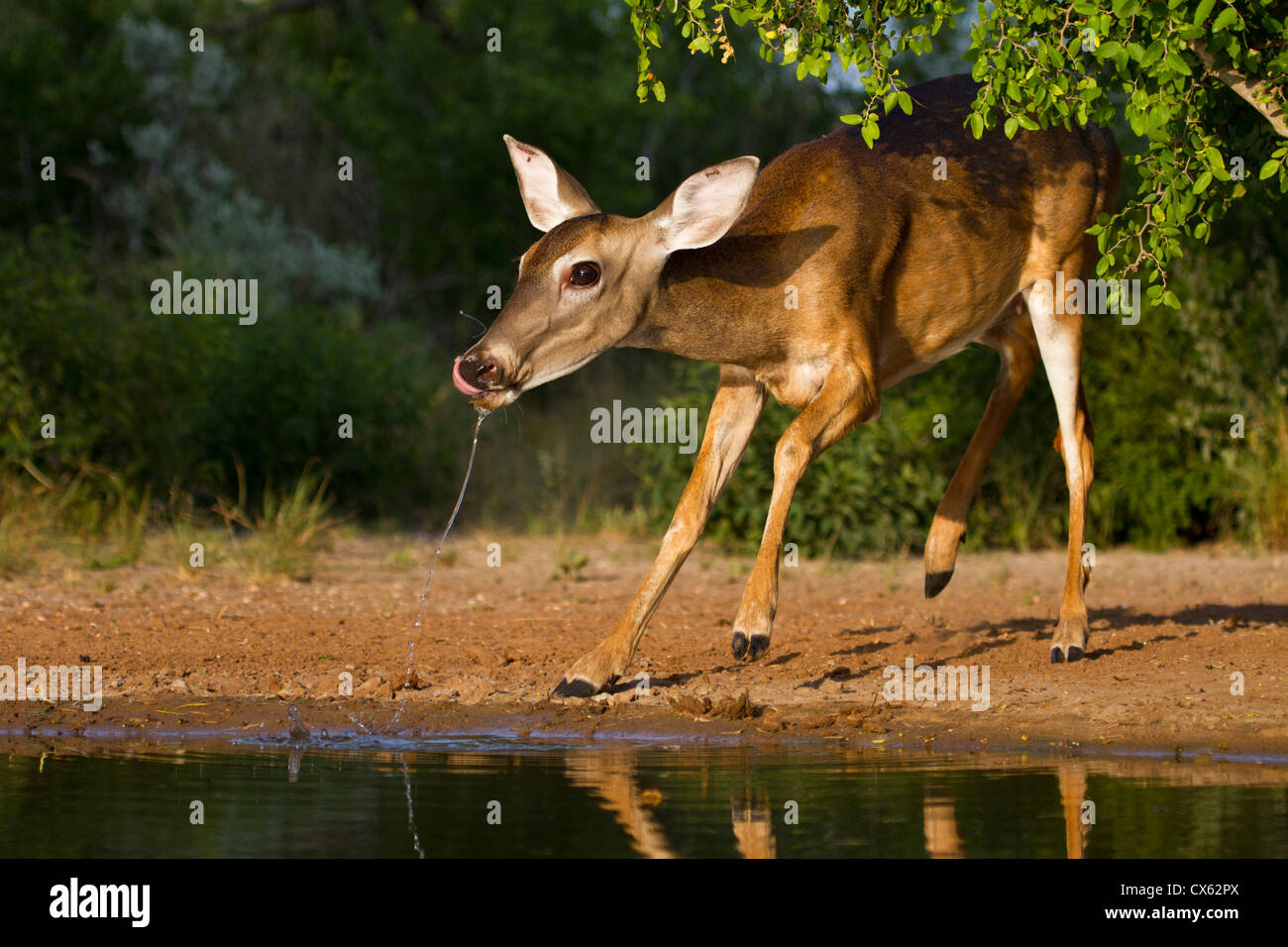 White-tailed Deer (Odocoileus virginianus) female drinking at ranch pond in south Texas Stock Photo