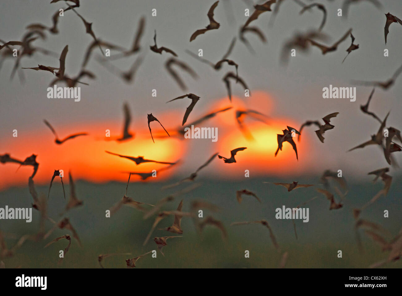 Mexican Freetailed Bats (Tadarida braziliensis) emerging from Frio Bat