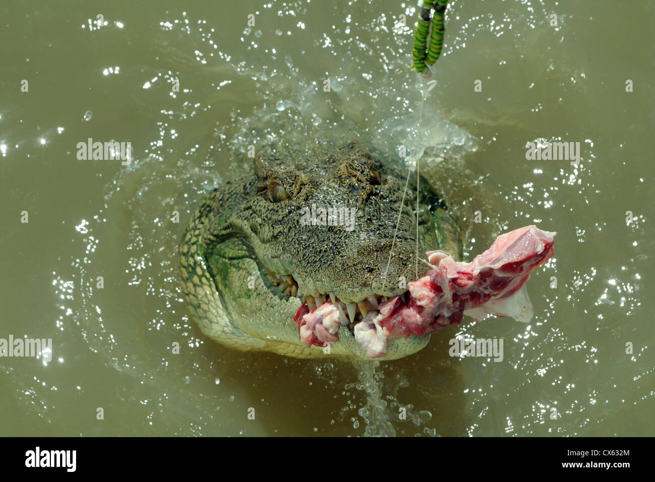 Salt water crocodile gets feeding in the Adelaide River, Northern ... Biology Diagrams
