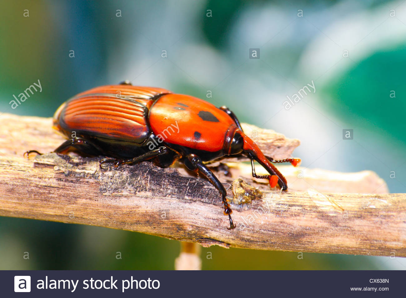 asian red palm weevil Nudist resorts va