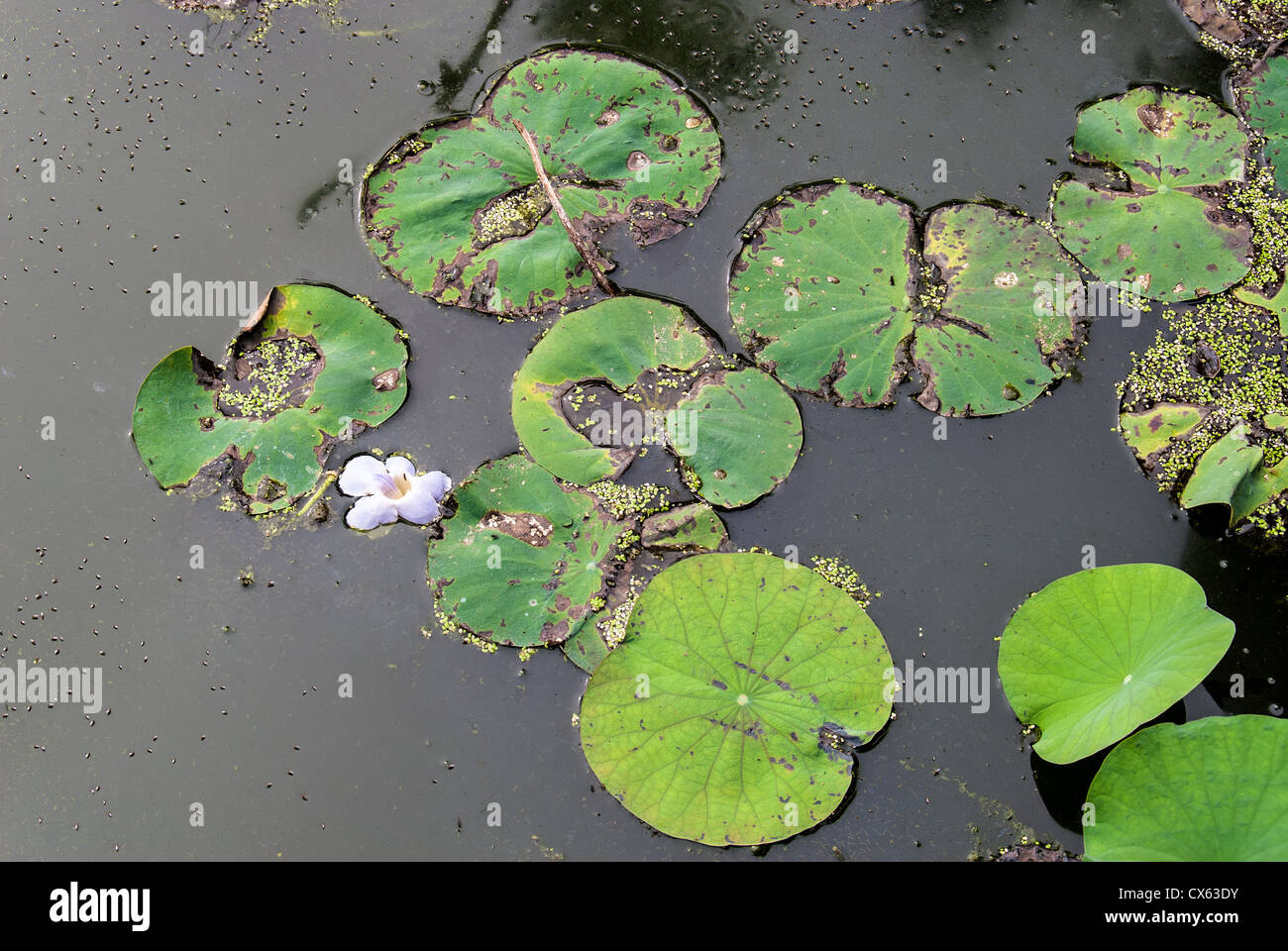 Lilies in the water hi-res stock photography and images - Alamy