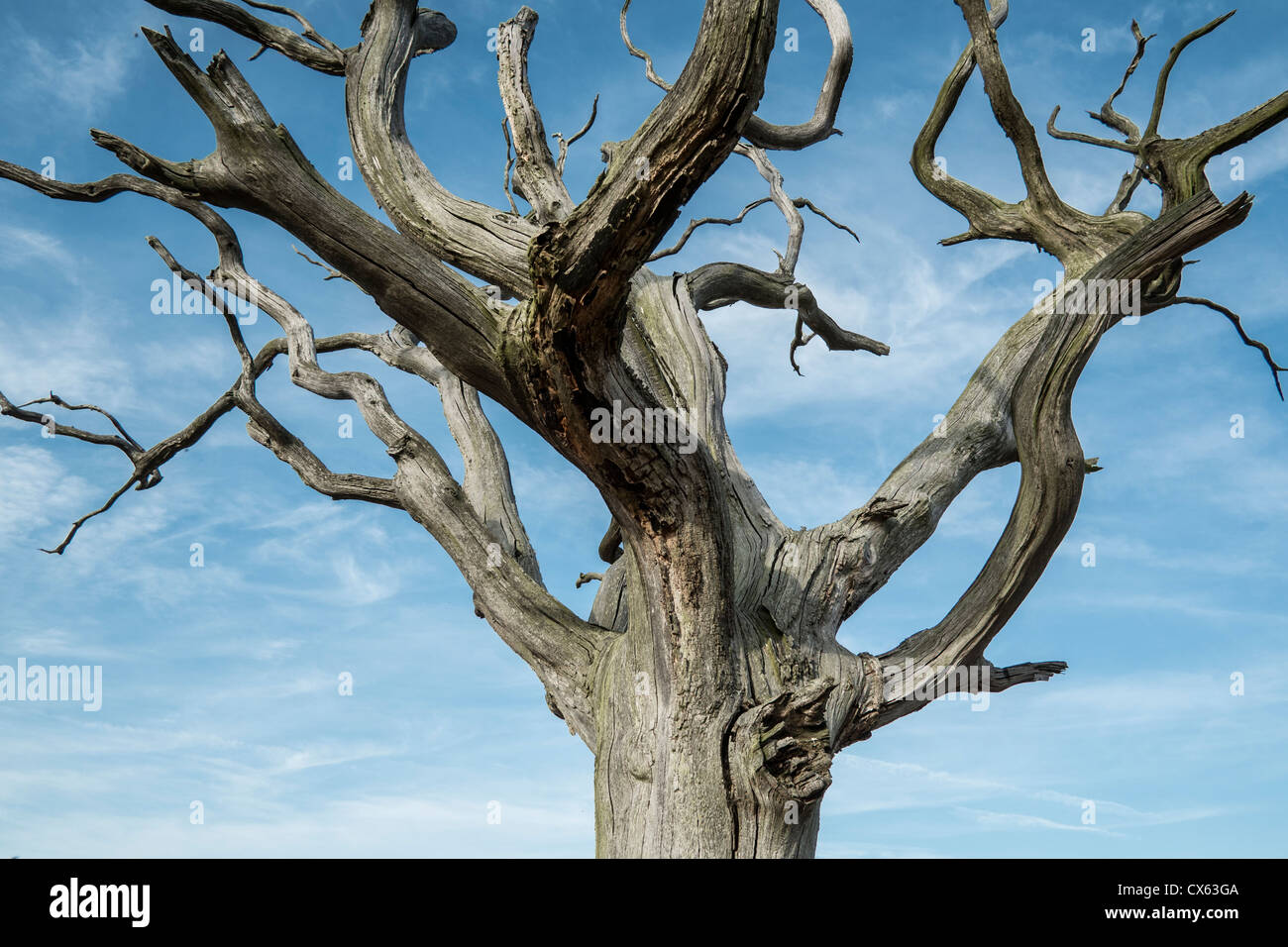 Ent tree hi-res stock photography and images - Alamy