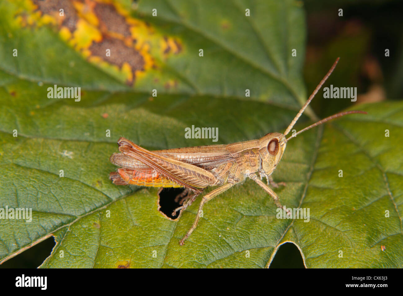 Common field grasshopper (Chorthippus brunneus) on a leaf Stock Photo