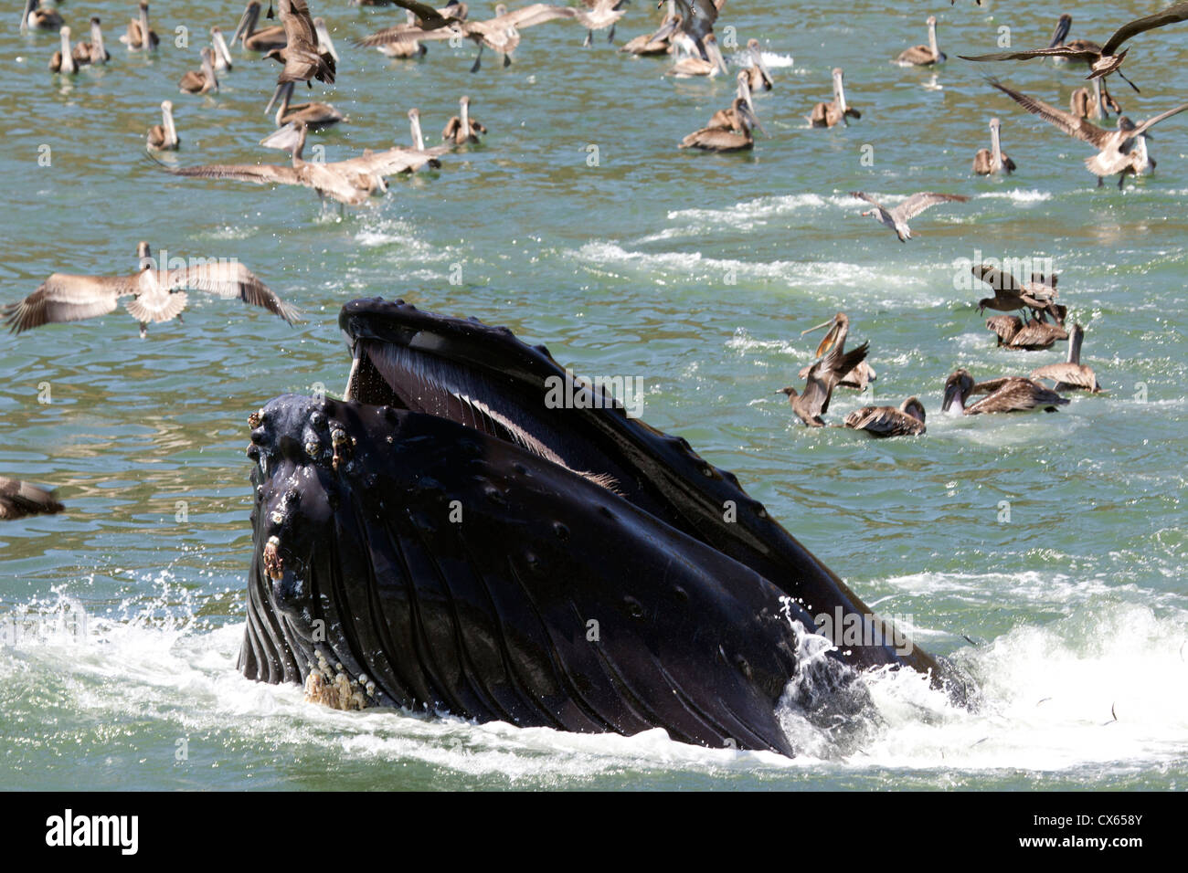 Humpback Whale Lunge Feeding Stock Photo - Alamy