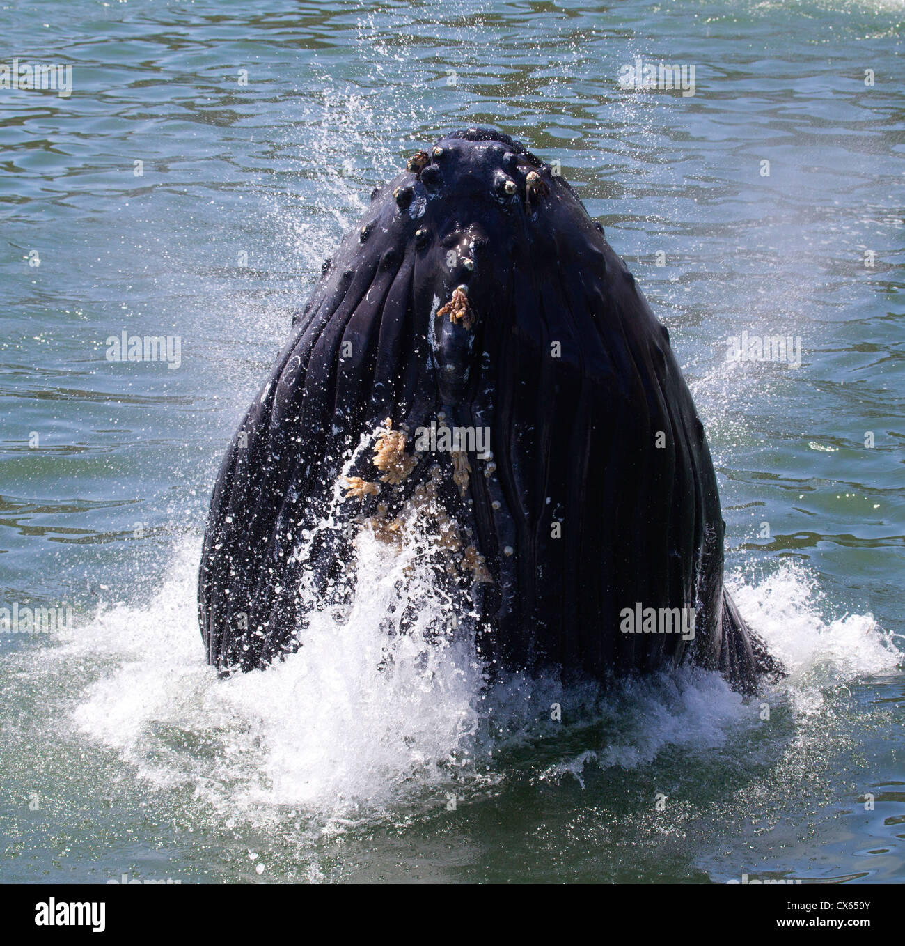 Humpback Whale Lunge Feeding Stock Photo - Alamy