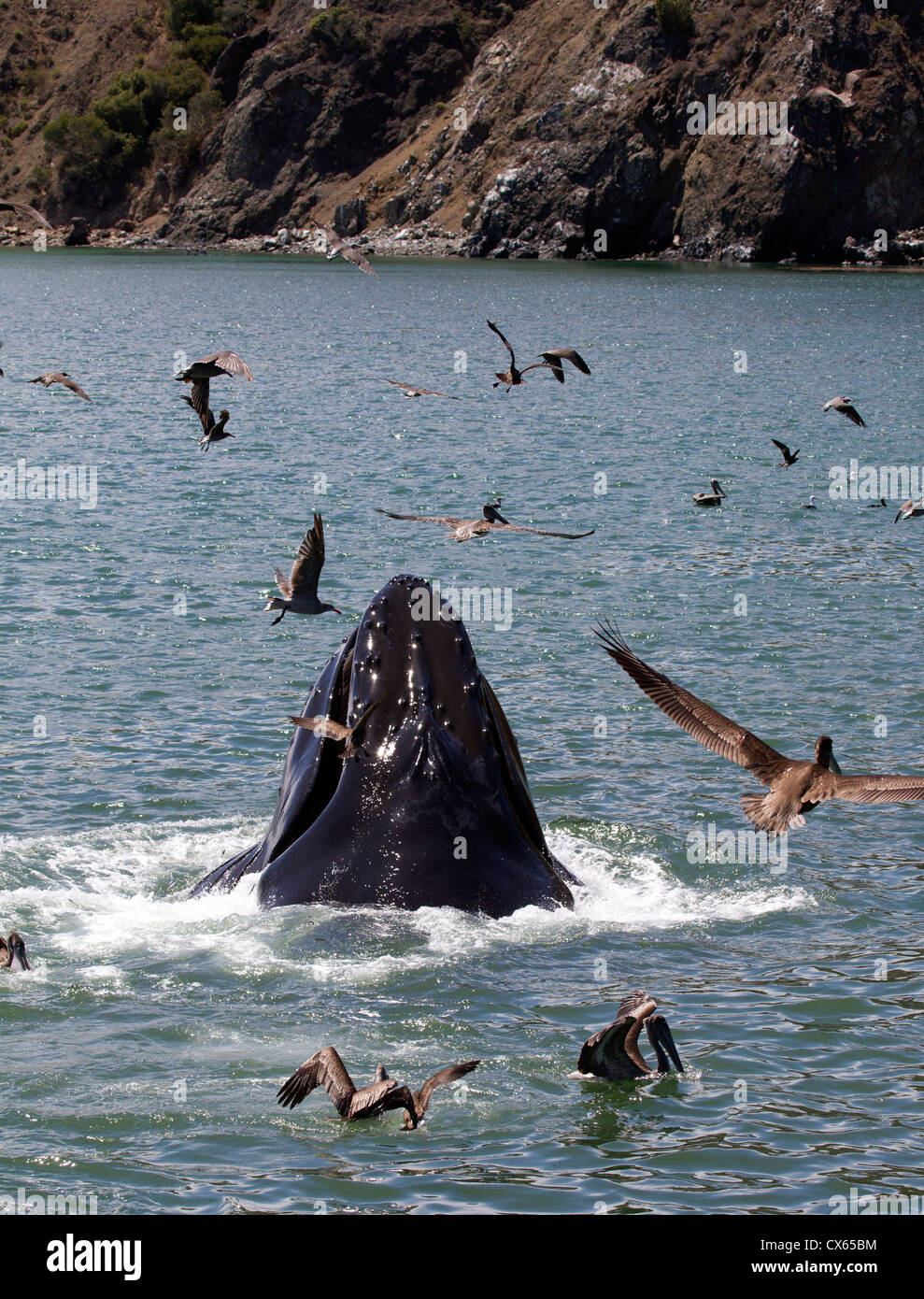 Humpback Whale Lunge Feeding Stock Photo - Alamy