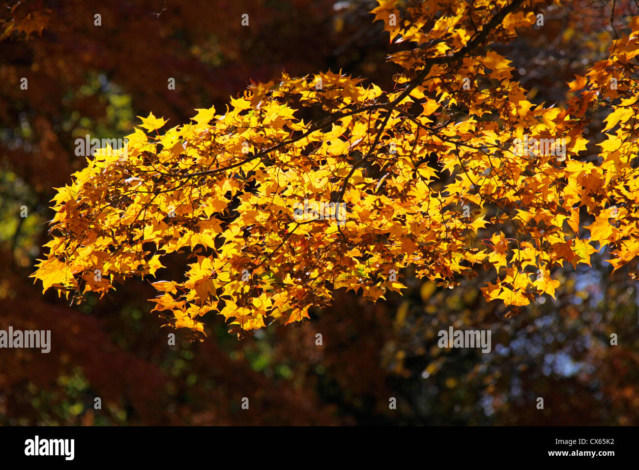 Autumn leaf color Maple Japan Stock Photo