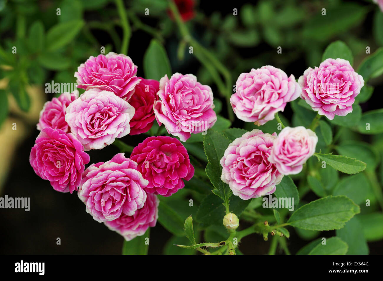Bunch of pink rose flowers in a garden Stock Photo - Alamy