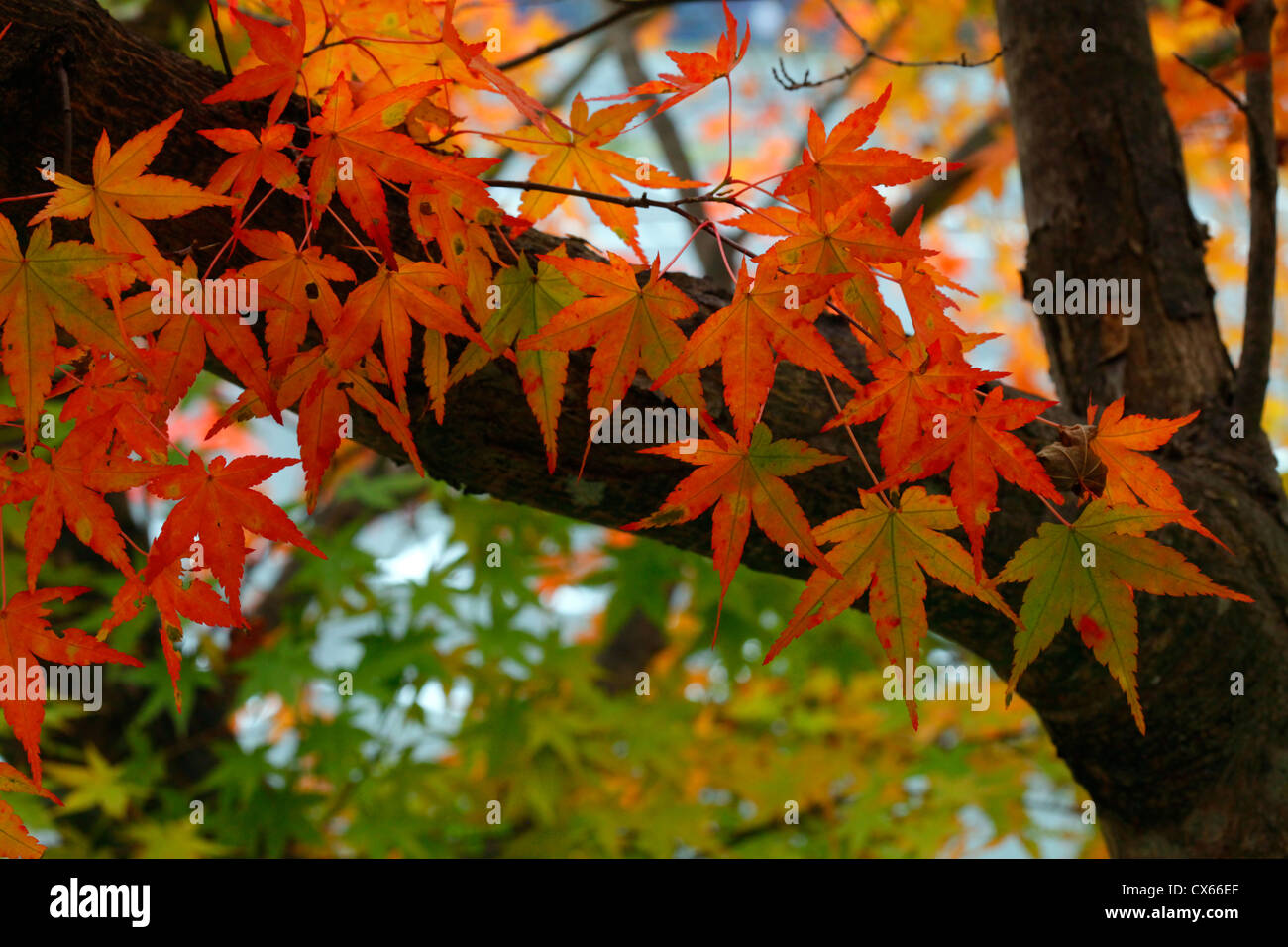 Autumn leaf color Maple Japan Stock Photo Alamy