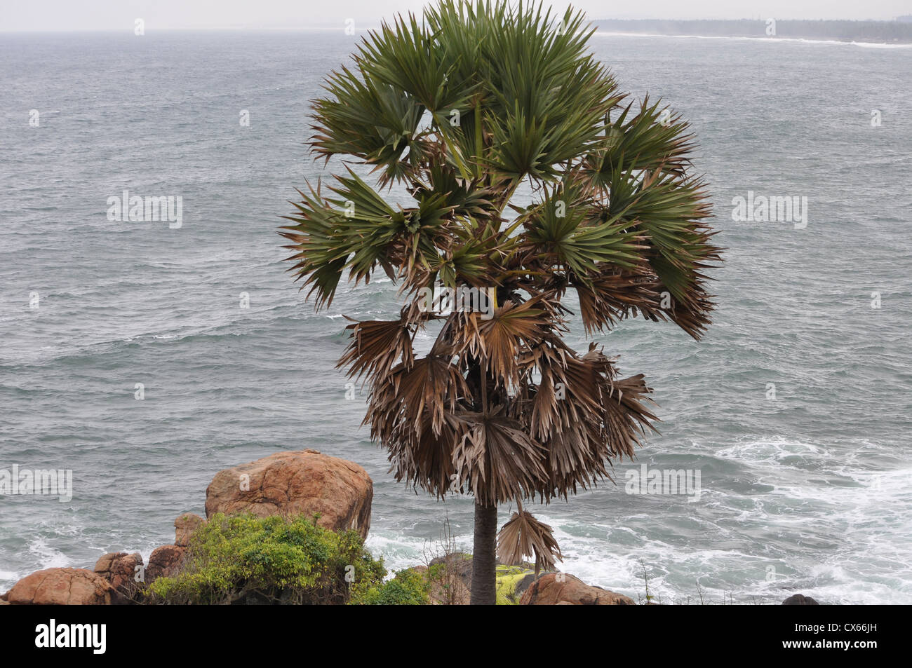 palm tree at Kovalam Kerala Stock Photo Alamy