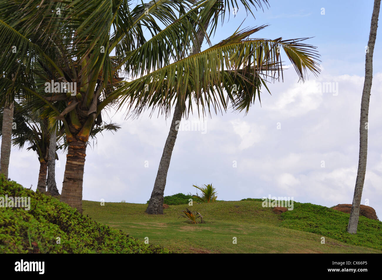 Coconut trees against clouds in the morning sky Stock Photo